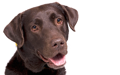 Brown Labrador Brown Labrador
